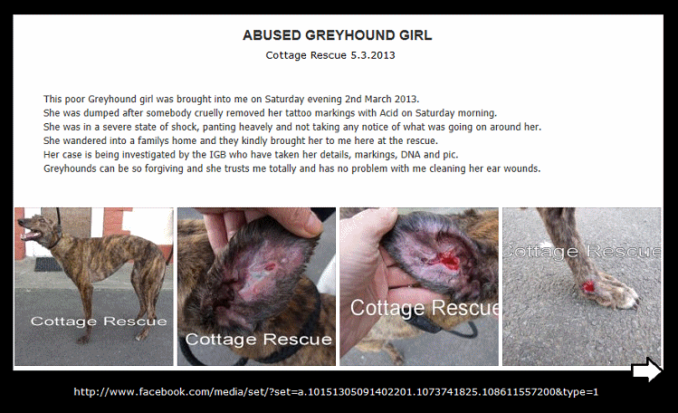 Abused Greyhound girl.gif